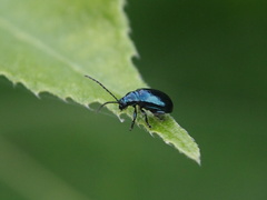 Altica cyanea