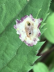 Calycomyza promissa