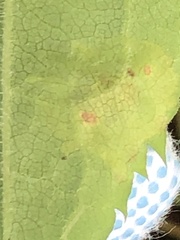 Calycomyza promissa