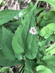 Calycomyza promissa