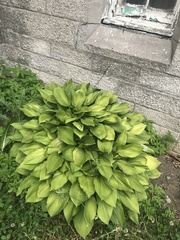 Hosta
