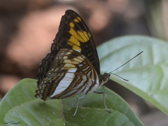 Adelpha erotia