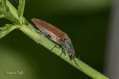 Ctenicera virens