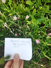 Convolvulus arvensis