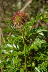 Acaena pallida
