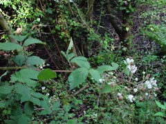 Rubus lindleianus