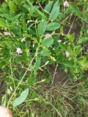 Convolvulus arvensis