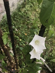 Calystegia sepium
