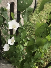 Calystegia sepium
