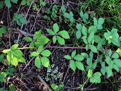 Rubus lindleianus