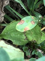 Mycosphaerella polygoni-cuspidati