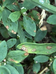 Mycosphaerella polygoni-cuspidati