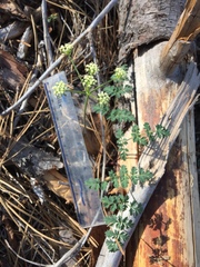 Lomatium martindalei