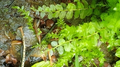 Plagiomnium ellipticum