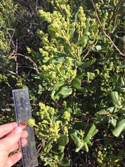 Ceanothus velutinus velutinus