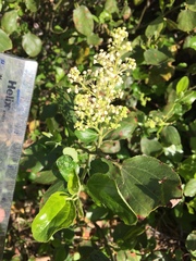 Ceanothus velutinus velutinus