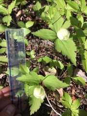 Anemonastrum deltoideum