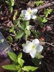 Anemonastrum deltoideum