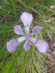 Iris tenax tenax