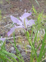 Iris tenax tenax