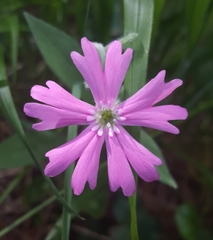 Silene hookeri hookeri