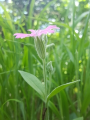 Silene hookeri hookeri
