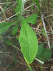 Silene hookeri hookeri