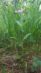 Silene hookeri hookeri