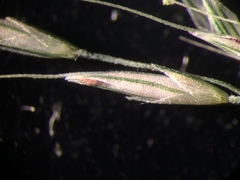 Muhlenbergia tenuiflora