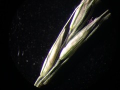 Muhlenbergia tenuiflora