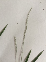 Muhlenbergia tenuiflora