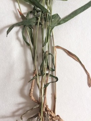 Muhlenbergia tenuiflora