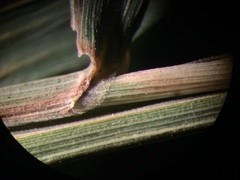 Muhlenbergia tenuiflora