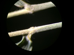 Muhlenbergia tenuiflora