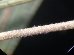Muhlenbergia tenuiflora