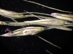 Muhlenbergia tenuiflora