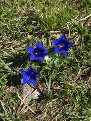 Gentiana clusii