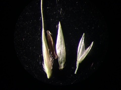 Muhlenbergia tenuiflora