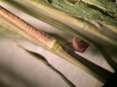 Muhlenbergia tenuiflora