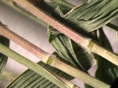 Muhlenbergia tenuiflora