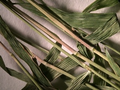 Muhlenbergia tenuiflora