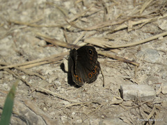 Lasiommata