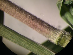 Muhlenbergia tenuiflora