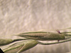 Muhlenbergia tenuiflora
