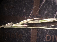 Muhlenbergia tenuiflora