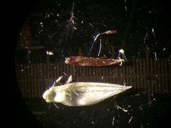 Muhlenbergia tenuiflora