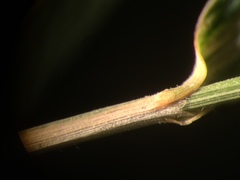 Muhlenbergia tenuiflora