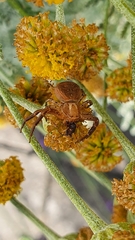 Thomisidae