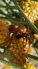 Thomisidae