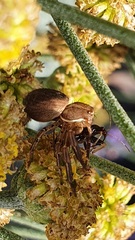 Thomisidae